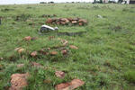 Gauteng, HEIDELBERG district, Vaaldam, Rietfontein 461, farm cemetery_2