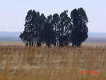 Mpumalanga, BALFOUR district, Vlakfontein 558, farm cemetery