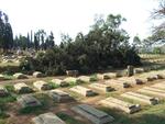 4. Overview on a fallen tree covering the graves