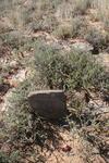 Western Cape, MURRAYSBURG district, Toverwater 91, Toverwater_2, farm cemetery