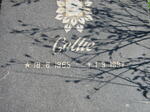? Callie 1965-1997