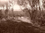 Mpumalanga, BALFOUR district, Spieskloof, Vrisgewaag 501_3, farm cemetery