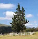 Western Cape, MOSSEL BAY district, Bonnievale, Ruiterbosch 60, Eight Bells Mountain Inn, farm cemetery