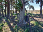 Northern Cape, FRASERBURG district, Rattelfontein 394_3, Wangarino, farm cemetery