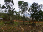 Mpumalanga, BARBERTON district, Fairview, Mine cemetery