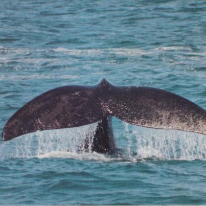 Whale, Cape
