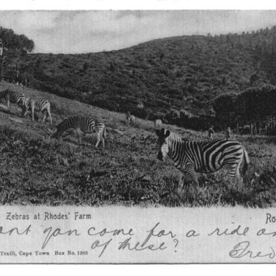 Rondebosch, zebras at Rhodes' farm