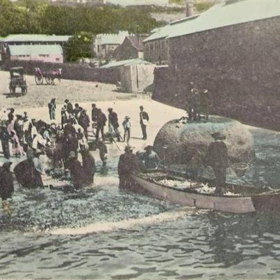 Cape Town Simon's Town  haul of fish