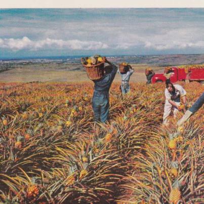 Harvesting Pineapples