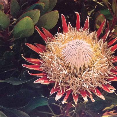 Reuseprotea, SA se nasionale blom