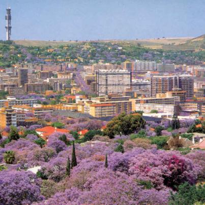 City of Jacarandas Pretoria