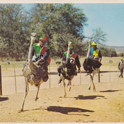 Ostrich race, High Gate, Oudtshoorn