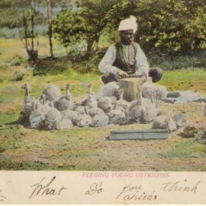 Feeding Young Ostriches