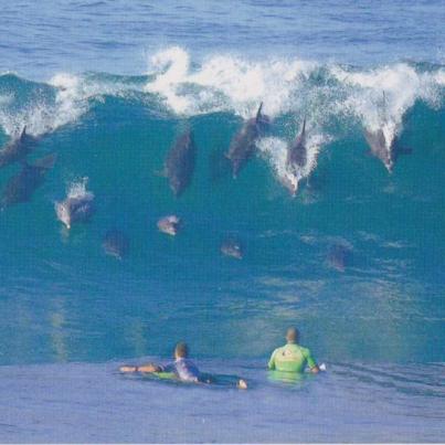 Bottlenose Dolphins, South Africa
