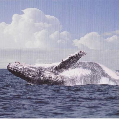 Hump Back Whale, KZN