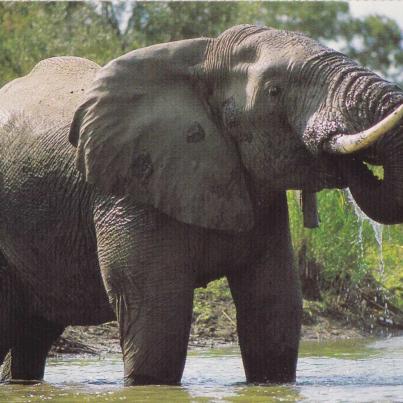 Elephant bull, Motswari Mbali, Transvaal
