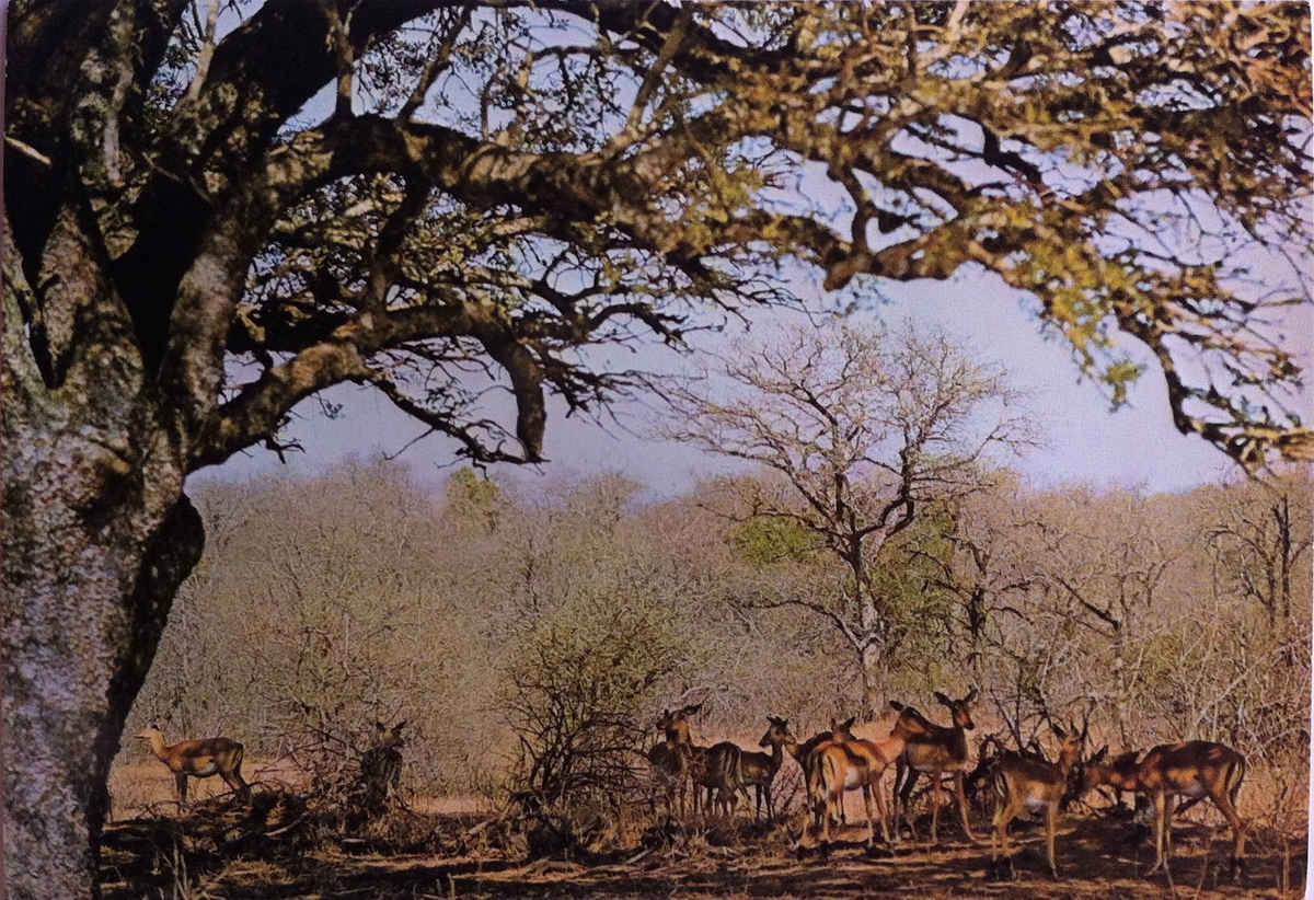 Nasionale Krugerwildtuin, Rooibokke