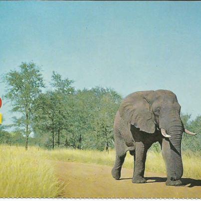 Nasionale Krugerwildtuin, Olifant by 25 myl per uur spoedbeperk