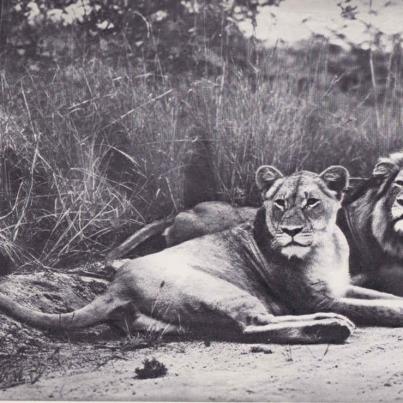 Lion and Lioness, Kruger National Park