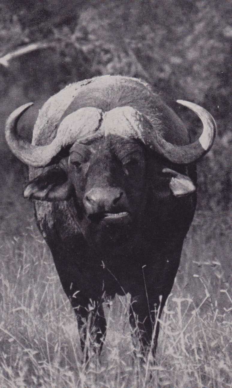 Buffalo, Kruger National Park