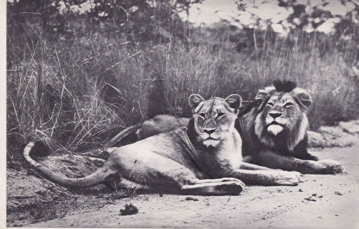 Lion and Lioness, Kruger National Park