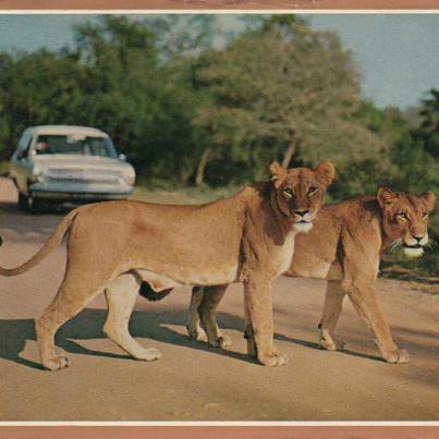 Lionesses, Kruger National Park - 1967