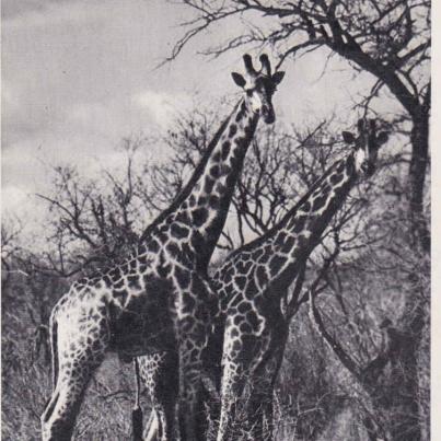 Giraffe, Kruger National Park