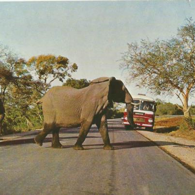 Nasionale Krugerwildtuin, 'n S.A. Spoorwegbus (S.A.S. Diamantjubileum 1910-1970)