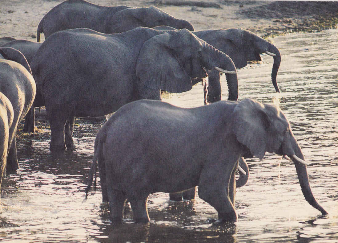 Elephants Waterhole