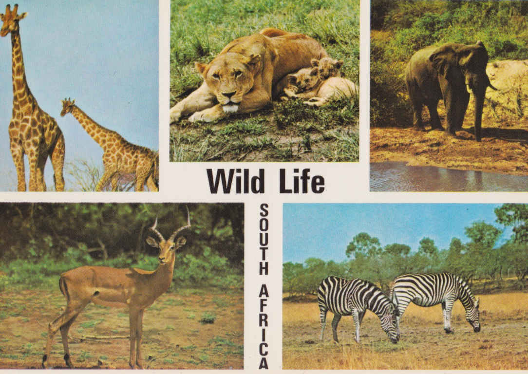 Wild Life - South Africa