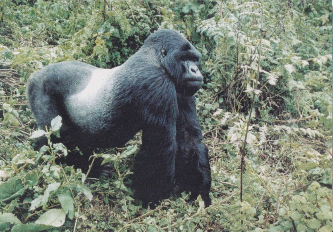 Gorilla, Rwanda