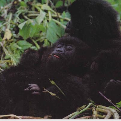 Mountain gorilla, Rwanda