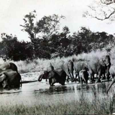 Wankie Game Reserve, Rhodesia 1936