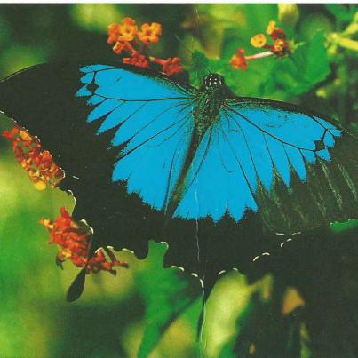 North Queensland, Ulysses or Mountain Blue - A rainforest butterfly typical of North Queensland