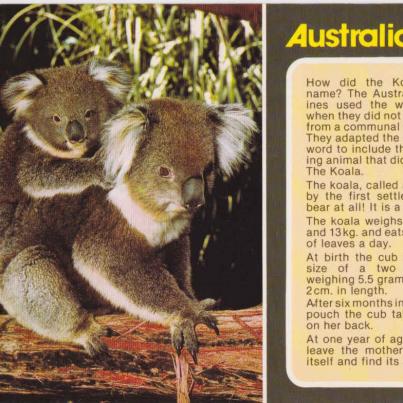 Koalas, Australia