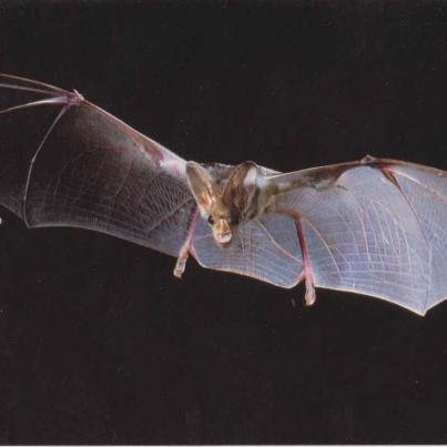 Ghost bat, Australia