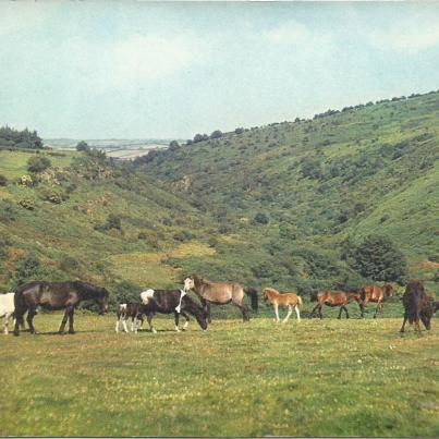 Devon, Dartmoor Ponies