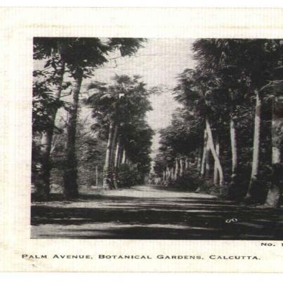 Calcutta, Palm avenue botanical gardens