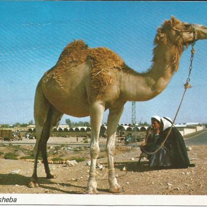 Beersheba_ Beduins with Camel
