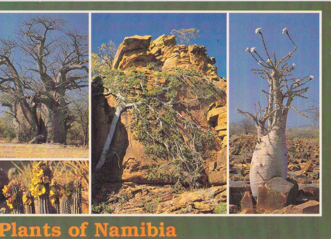 Namibian plants - Boabab_Hoodia_Wild FIG_Pachypodium Lilaii