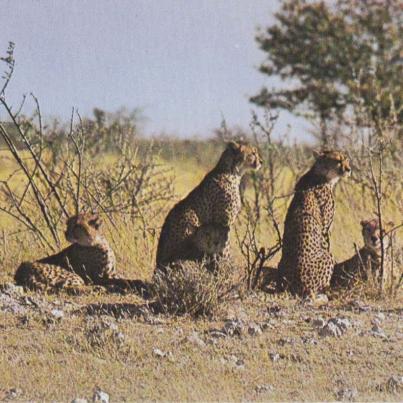 Cheetah, Etosha Park, Namibia