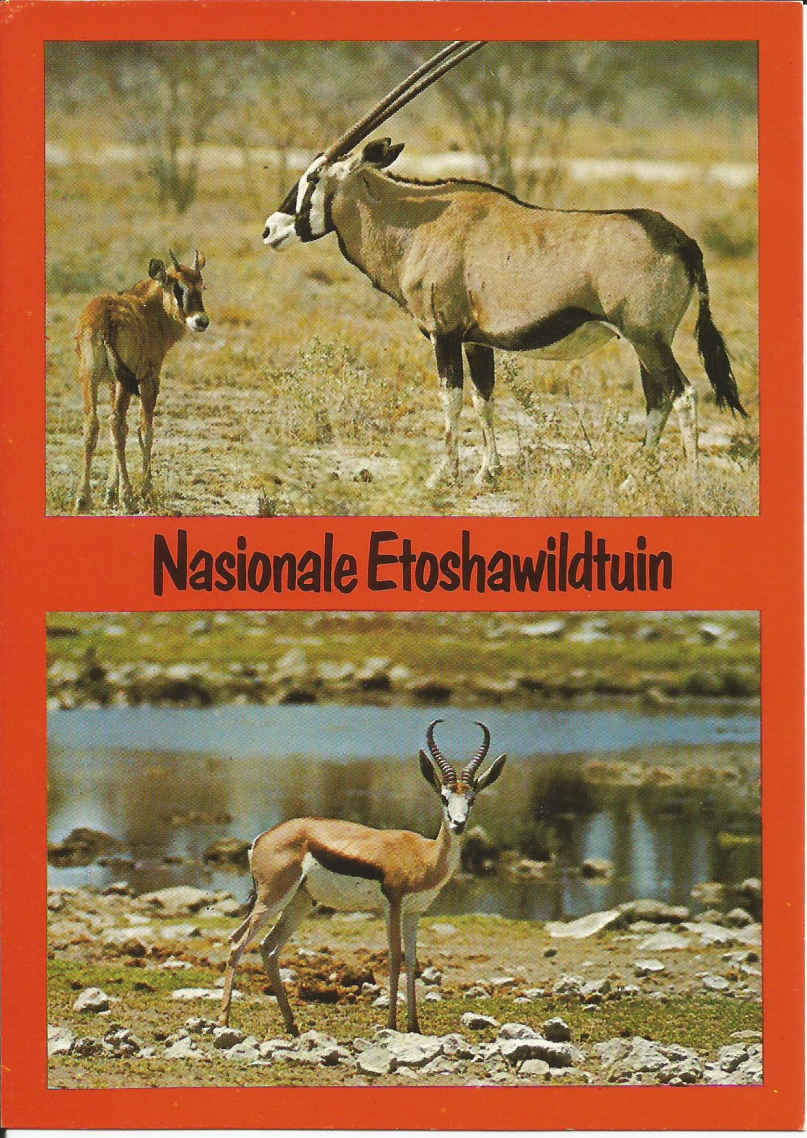 Nasionale Etoshawildtuin. Gemsbok met kalf (Oryx Gazelle). Spri