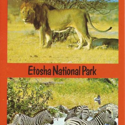 Nasionale Etoshawildtuin. Leeus en Sebras. S.W.A._1