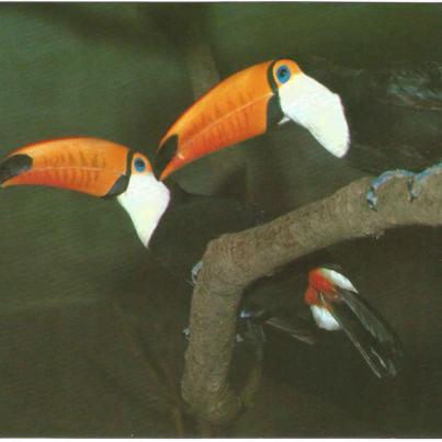 Toucan (Bird) - Birds of the forest.