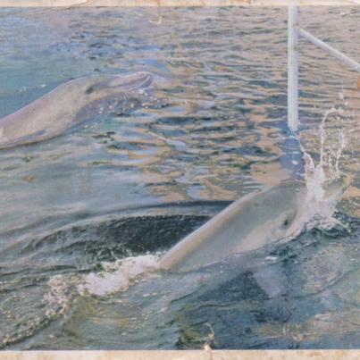 Dolphins PE Oceanarium 1967