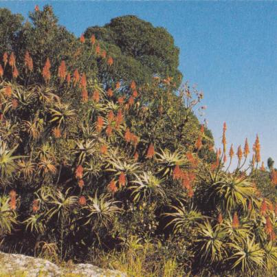 Aloe Arborescens, Eastern Transvaal