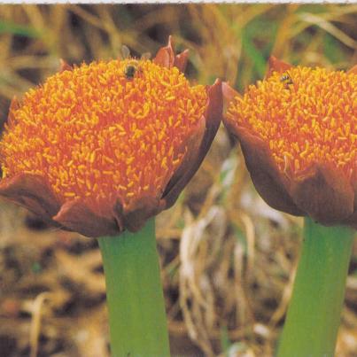 Flora of RSA