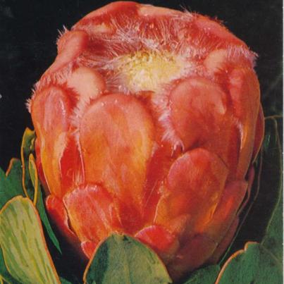 Protea Grandiceps