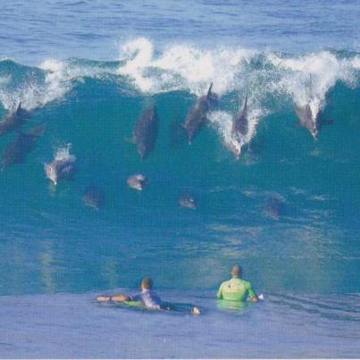 Bottlenose Dolphins, South Africa