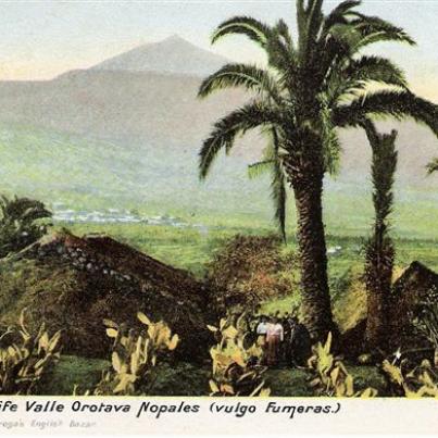 Tenerife, Valle Orotava Nopales